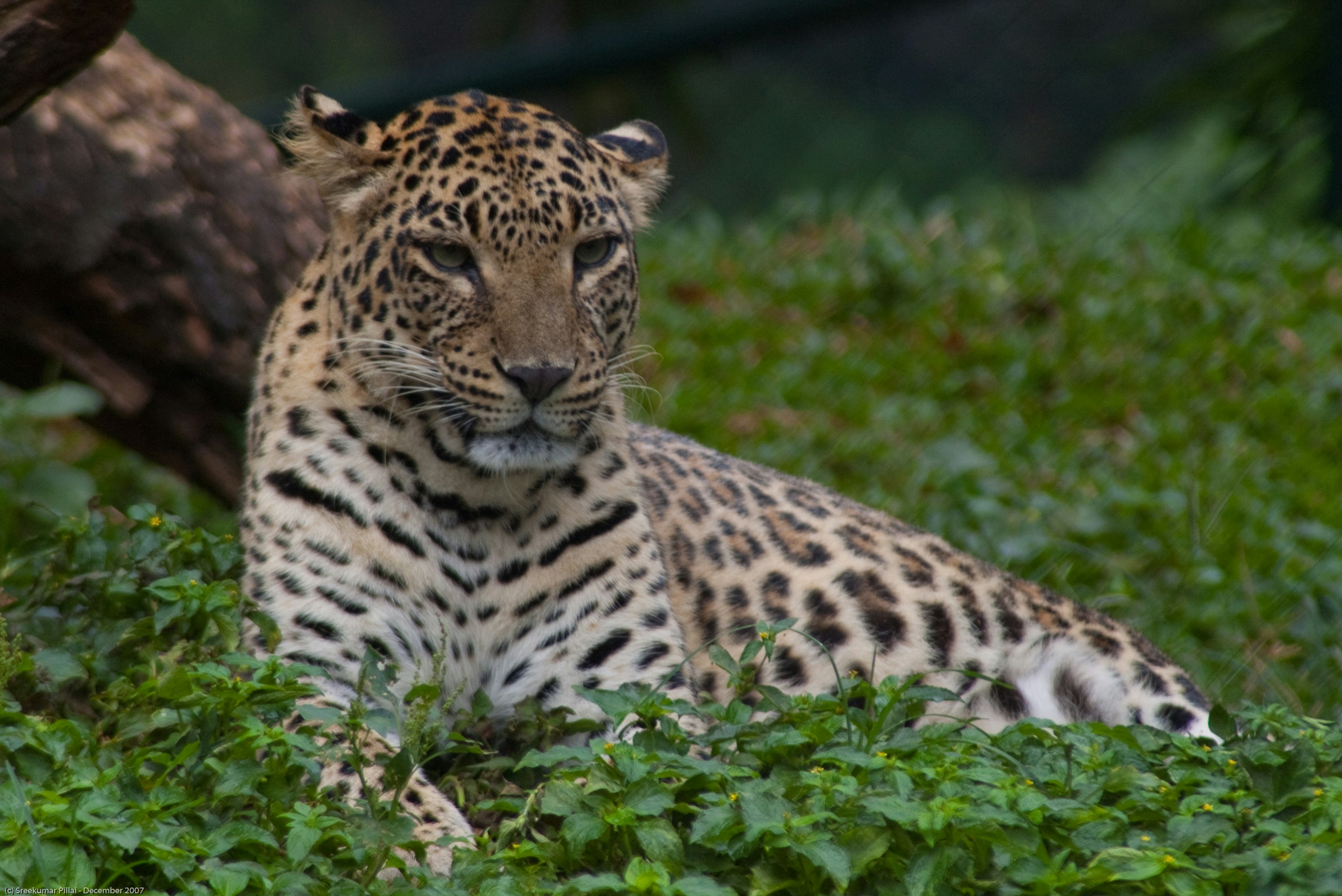 Indian Leopard
