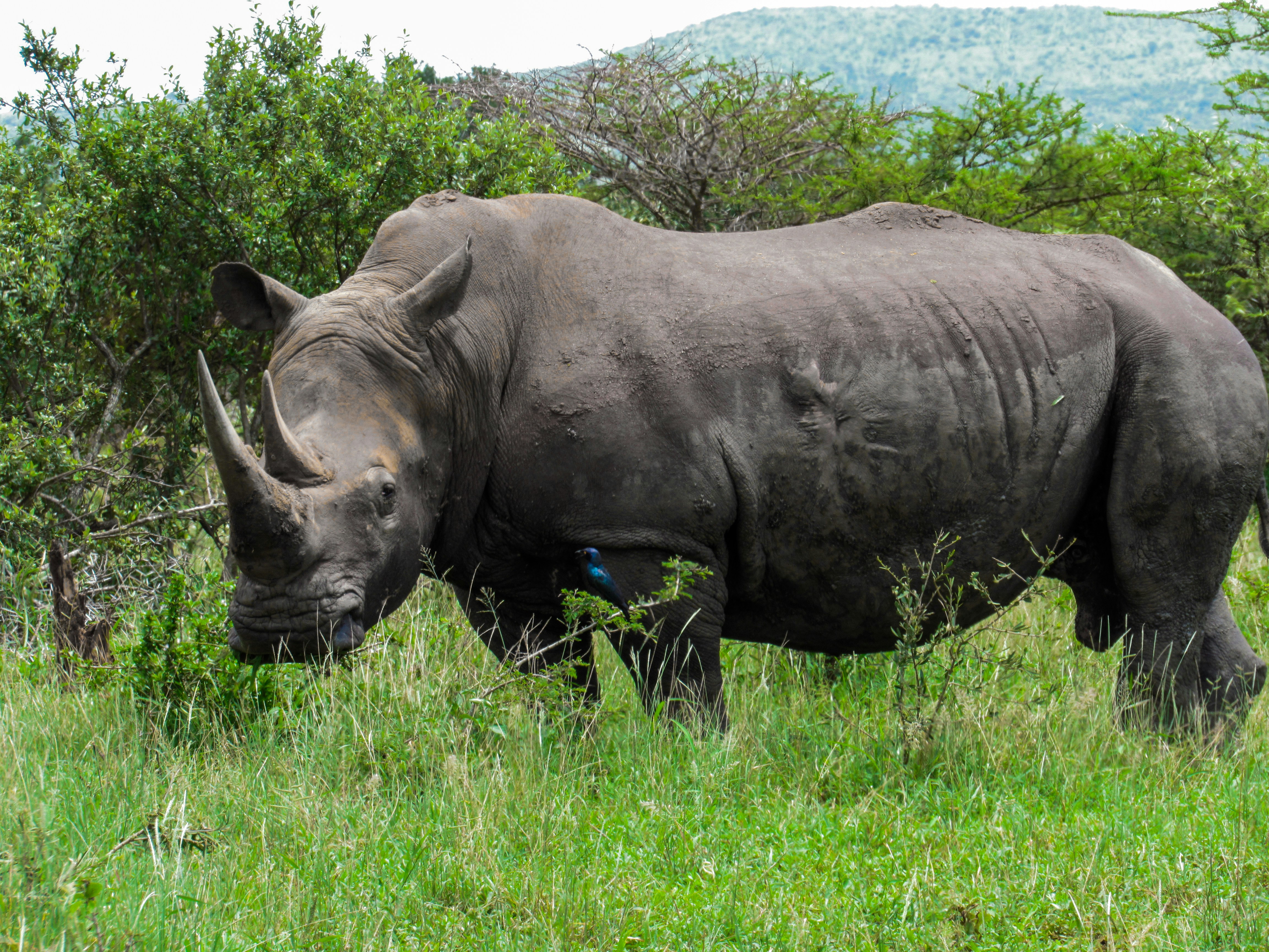 One-Horned Rhino